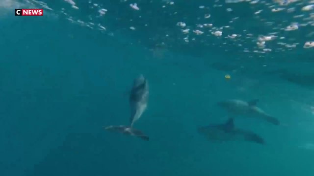 Pêche : Quatre semaines de trêve pour préserver les dauphins