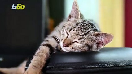 Cats produced release relaxing waves for human body.