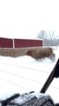 Happy Highland Cows Frolic Through Snowy Field