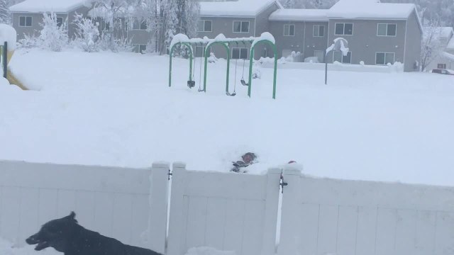 Dog Jumps Over Fence When Dad and Daughter Fall in Snow