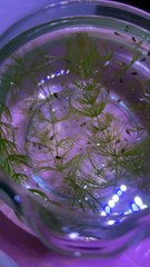 They are molly’s fries