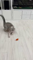 😼_#cat_#cats(360p)