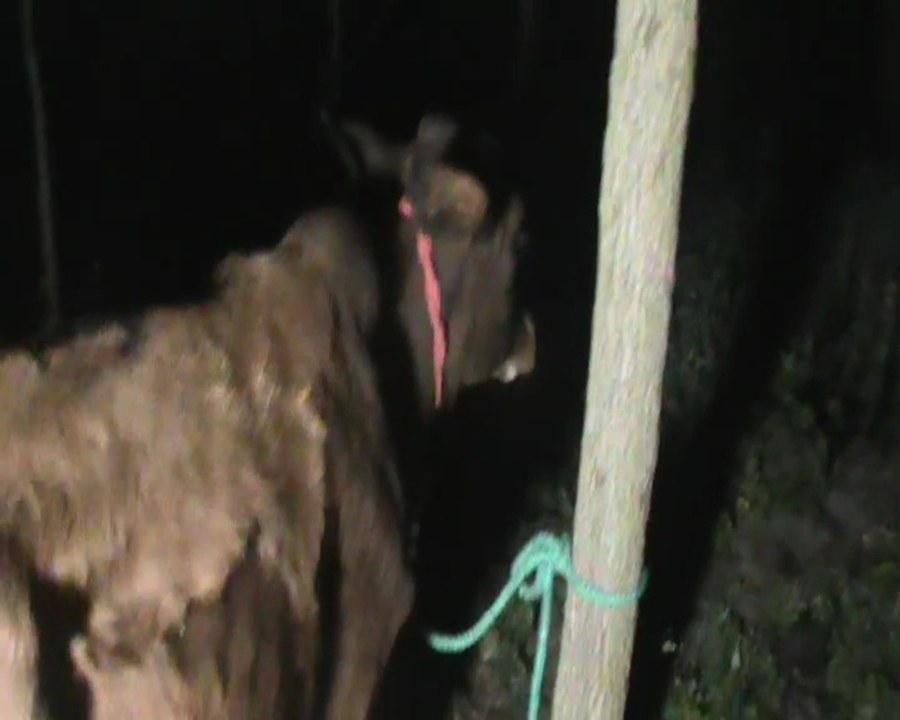 सहारनपुर में गोतस्करों और पुलिस में मुठभेड़