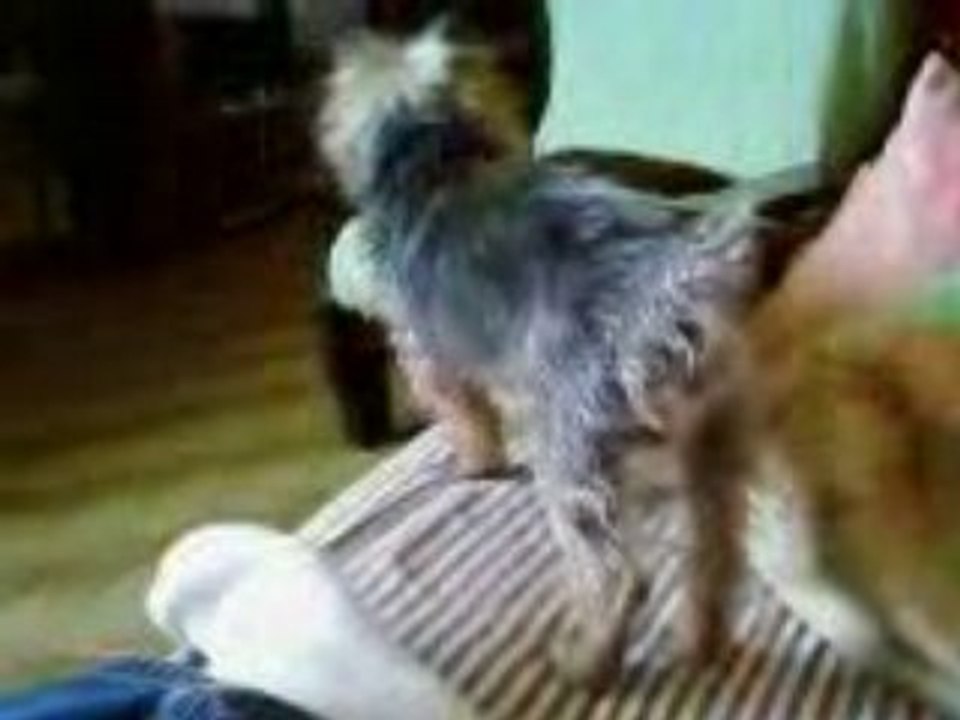 comment piquer une balle a un chien !!!!!!!