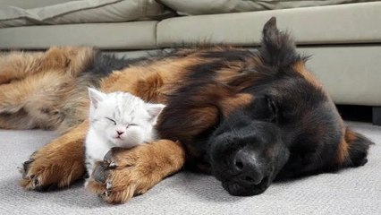 German Shephard meet kittle for the first time