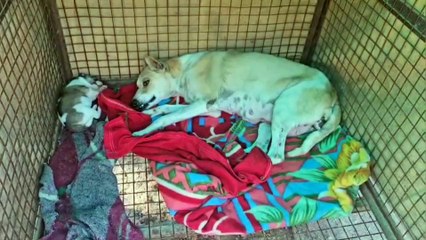 अलवर की फोर लेग केयर संस्थान एक्सिडेंट में घायल हुए डॉग्स का करती है इलाज, स्वास्थ होकर डॉग्स कर रहे रक्तदान, अब तक 6 को दिला चुके जीवनदान