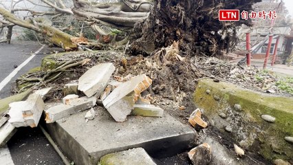 連續地震！ 雲林列管200多年老樹倒塌