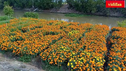Plant Tet marigolds