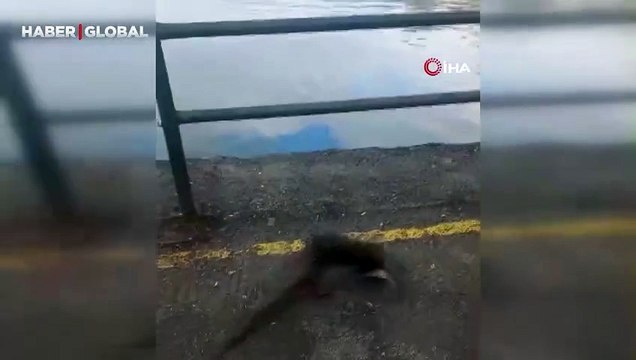 Bursa'da su samurunu elleriyle besledikleri anlar sosyal medyada gündem oldu