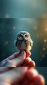 Owl animals video| ai video| animation video| trending video
