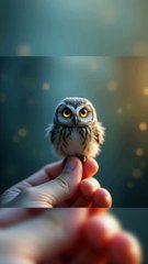 Owl animals video| ai video| animation video| trending video