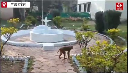 बंदर और डॉग का गजब याराना, देखकर लोग बता रहे दोस्ती की मिसाल