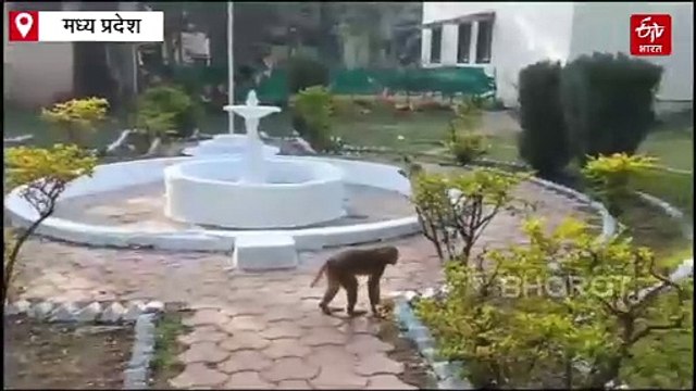 बंदर और डॉग का गजब याराना, देखकर लोग बता रहे दोस्ती की मिसाल
