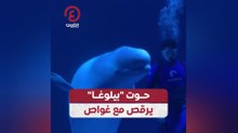 حوت "بيلوغا" يرقص مع غواص