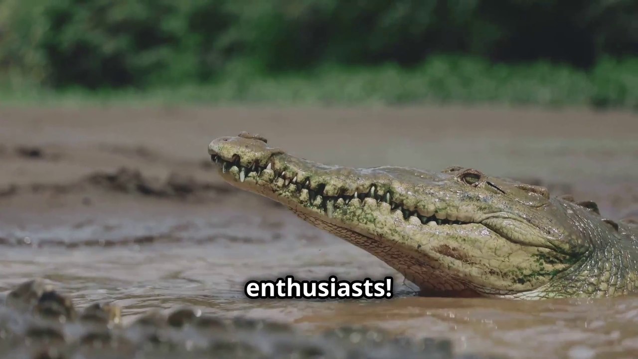 Crocodile vs Alligator - What's the Difference Really ?
