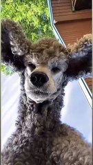 It's true that you didn't pick up the phone when I called you, I was afraid you'd get scraped through the screen😆