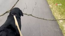 Labrador przynosi do domu „patyk”. Internauci nie wierzą  własnym oczom (video)