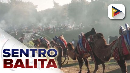 Camel Wrestling sa Turkey, dinumog ng mga manonood