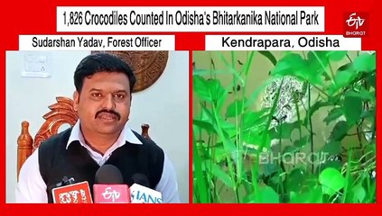 1,826 Crocodiles Counted In Odisha's Bhitarkanika National Park, 15 More Than Last Year