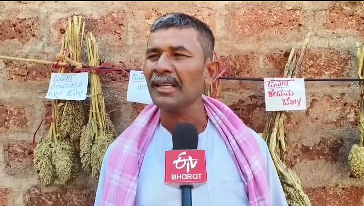 ದೇಶಿ ಬೀಜಗಳ ಸಂರಕ್ಷಣೆಗೆ ಪಣ, 18 ತಳಿಯ ಜೋಳ ಬೆಳೆದ ರೈತ: ಇವ್ರು ಜವಾರಿ ಜೋಳದ ಕಲ್ಲಪ್ಪಣ್ಣ ಅಂತಾನೇ ಫೇಮಸ್ಸು(ವಿಶೇಷ ವರದಿ)