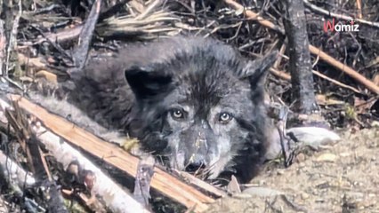 Un animal mystérieux a parcouru l'Alaska : un test ADN a finalement révélé son identité