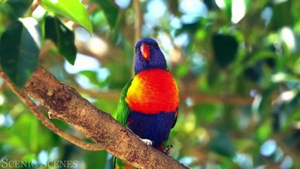 Rainforest Soundscape 4K 🌳🎵 ｜ Pure Bliss for Relaxation and Meditation #natureheals