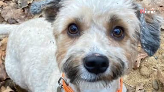 Trouvée dans un carton avec ses chiots, cette chienne a peur d'être abandonnée à nouveau : qui saura la rassurer ?