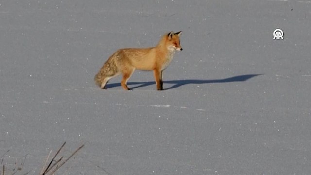 Kızıl tilkilerin fare avı görüntülendi