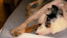 Video. Si alza di notte per controllare il bebè: non avrebbe mai immaginato cosa stava facendo il suo cane