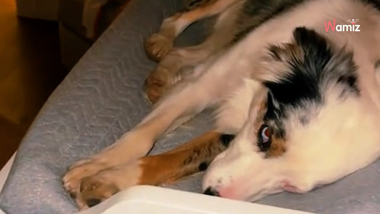 Video. Si alza di notte per controllare il bebè: non avrebbe mai immaginato cosa stava facendo il suo cane