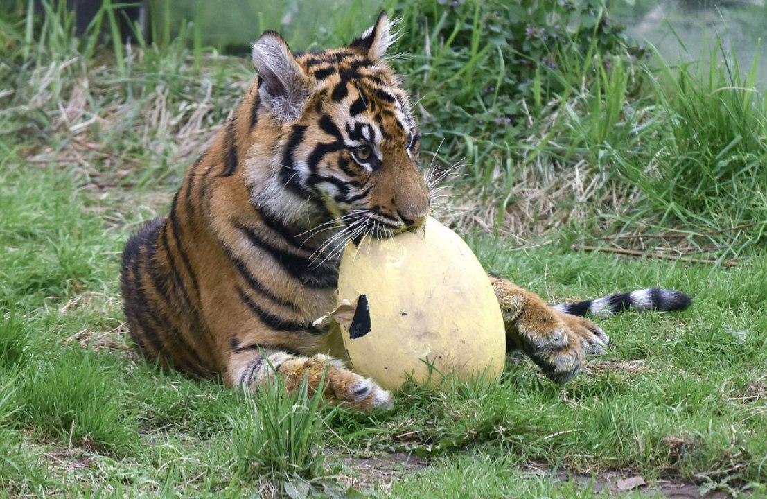 Arthritis sufferers can get tiger pee from a Chinese zoo for pain relief