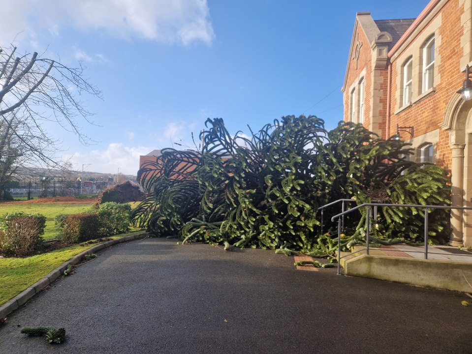 Monkey puzzle tree felled by Storm Éowyn at St. Patrick's Pennyburn