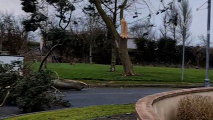 Tree snaps in half as winds from Storm Eowyn batter Ireland