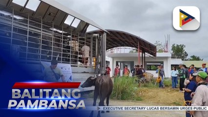 DA PH Carabao Center-Cagayan Valley distributes 57 carabaos