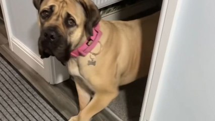 Dog steps into snow for the first time after recovering from medical treatments