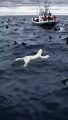 Heart Stopping Moment Polar Bear Needs Your Help! 🐻‍❄️ #WildlifeEmergency #DiscoveriesDeepSea