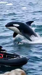 Heart Stopping Moment Penguin Dodges Orca’s Jaws! 🐧🐋 #DiscoveriesDeepSea #animals #penguin #orca #