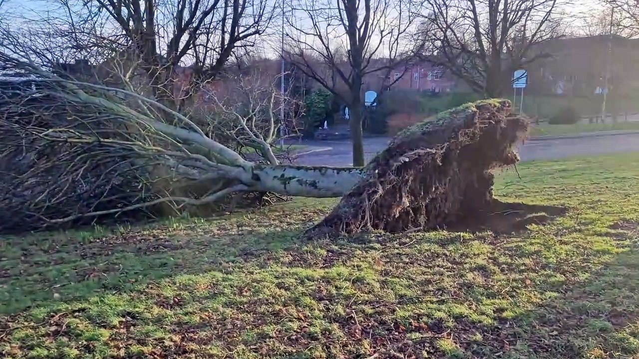 Trees felled by Storm Éowyn