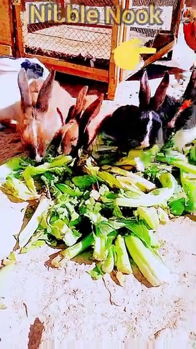 AMIZING animals 🐕‍🦺