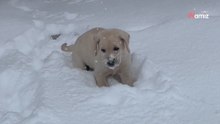 Este vídeo te hará sonreír: cachorros de labrador retriever jugando en la nieve