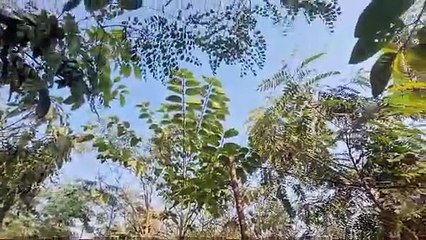 महाकुंभ में हर श्रद्धालु को 7 लीटर प्राणु वायु दे रहे 5 लाख पौधेप्रयागराज में मियावाकी तकनीकी से 2 सालों में विकसित किए गए 70 हजार वर्गमीटर में जंगल,