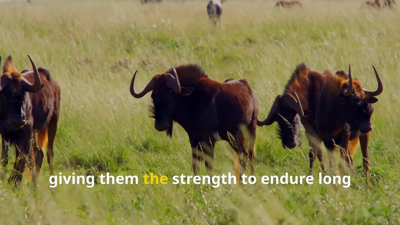 Fun Wildebeest Facts, Discover Nature’s Grass-Loving Runners!
