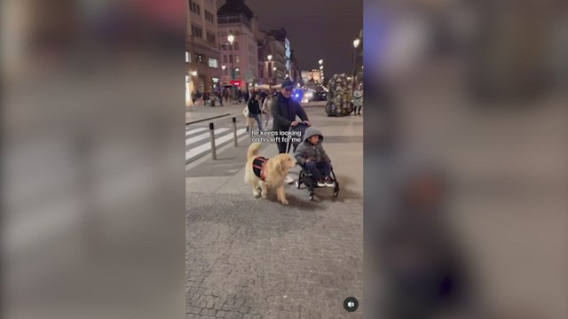 Estados Unidos se enamora de este tierno encuentro de un Golden Retriever en las calles de Madrid: Menuda experiencia, España es hermosa