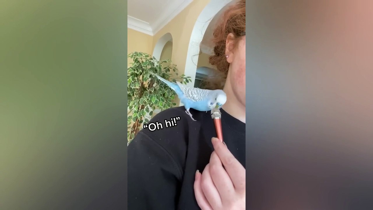 Small and funny parrots ITry not to Laugh