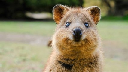 Quokka, El Animal Adorable Más Feliz Del Mundo