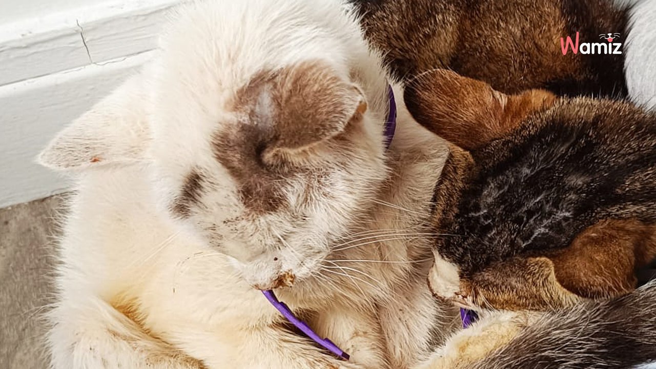 Isère : la gendarmerie intervient pour retirer des chiens et des chats de conditions de vie intolérables