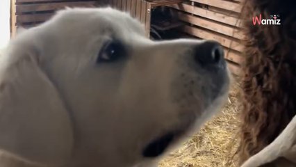 Il donne au lama la friandise préférée de son toutou : sa réaction est à hurler de rire (vidéo)