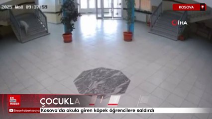 Kosova’da okula giren köpek öğrencilere saldırdı