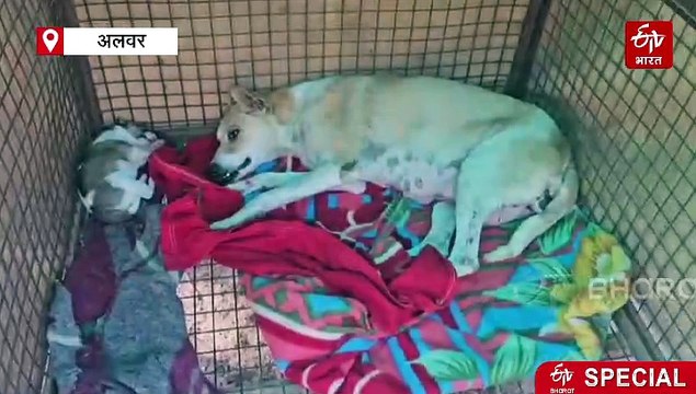 Silent Blood Donors: Rescued Dogs Of Alwar Heal And Save Lives