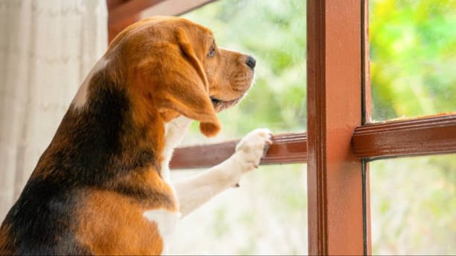 Cómo Saber Si Tu Perro Sufre Ansiedad Por Separación